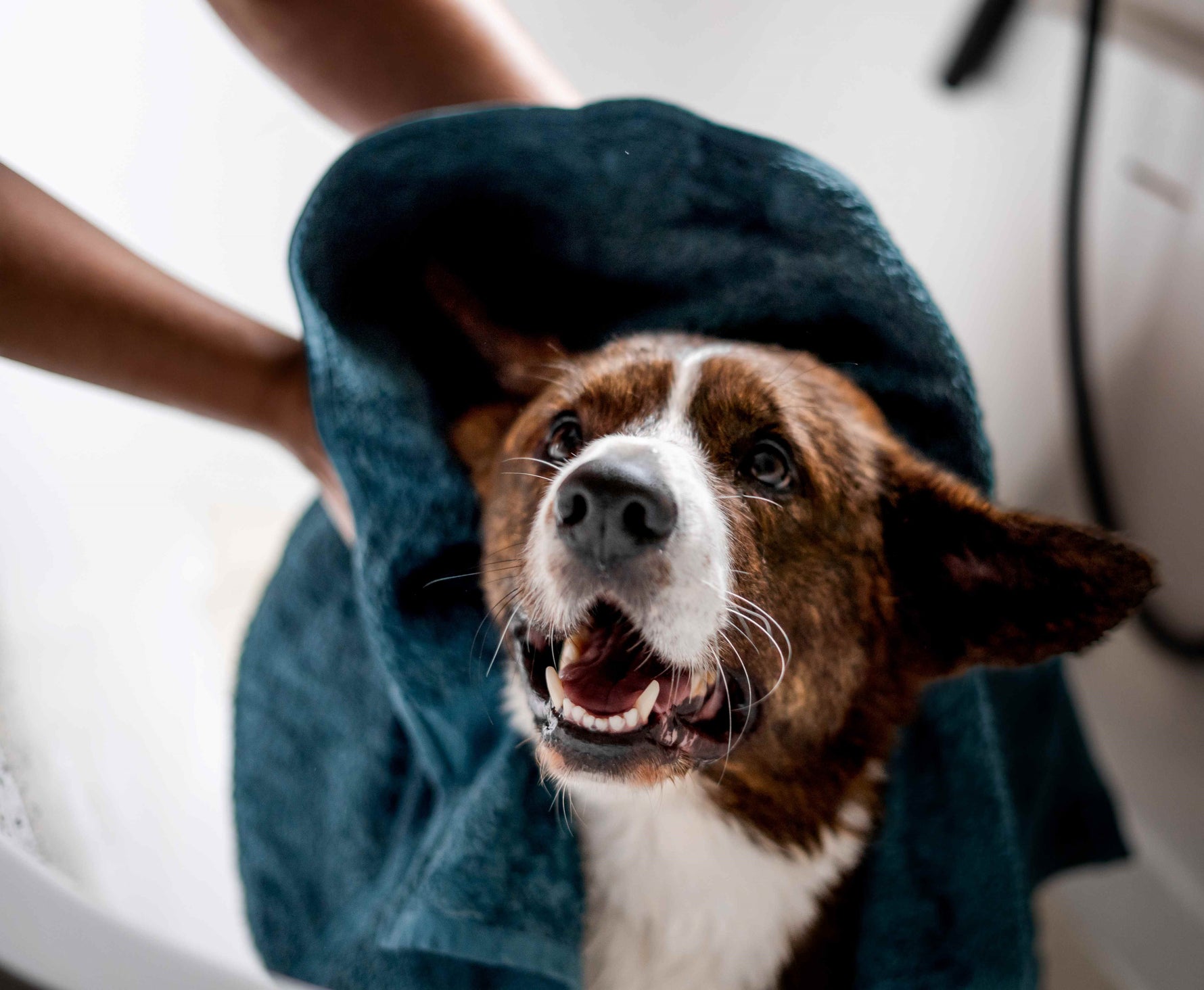 Hoe krijg ik de vacht van mijn hond glanzend?