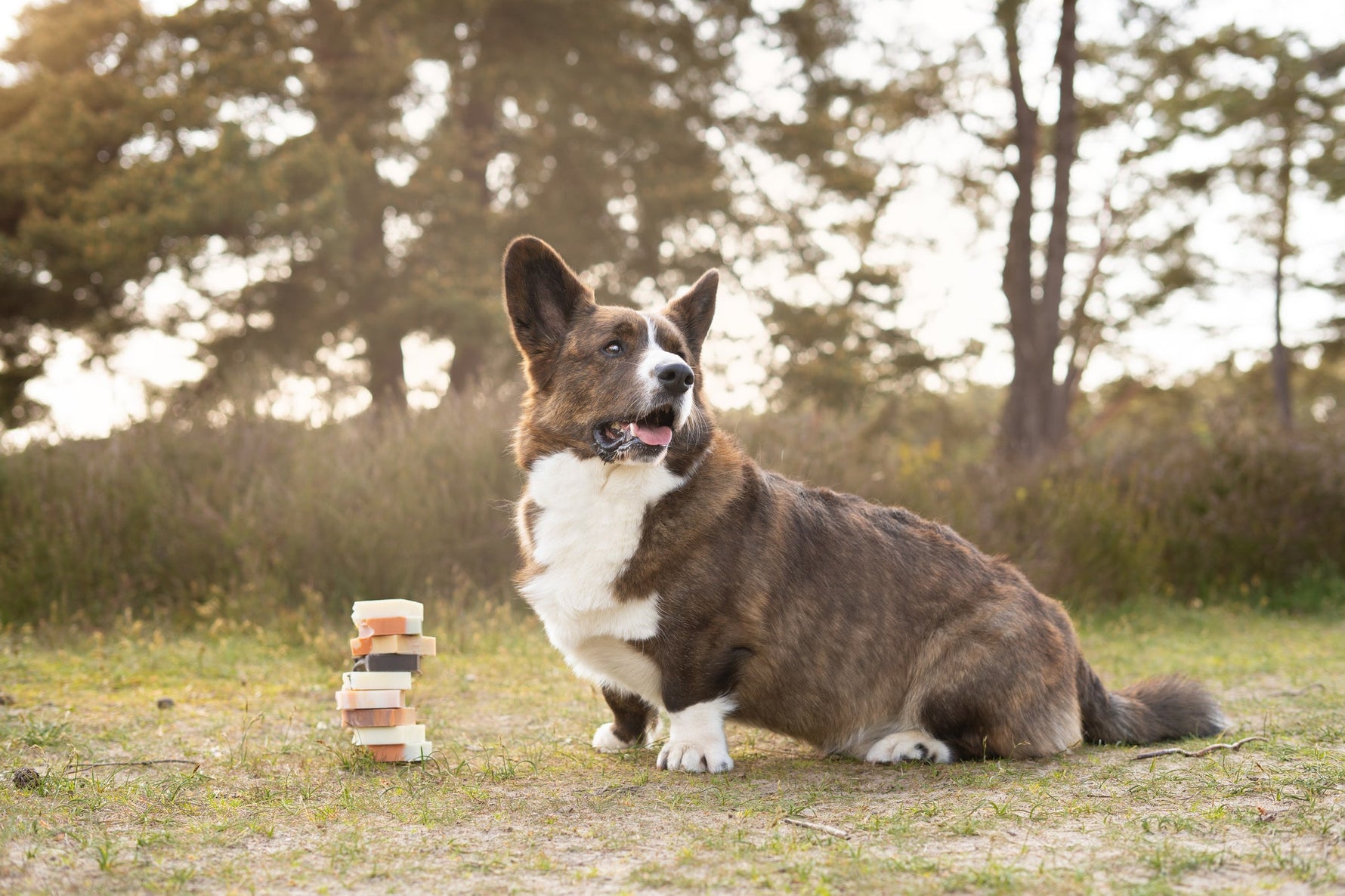 Hoe kan ik mijn hond voorbereiden op een fotoshoot? - Bobba Bars