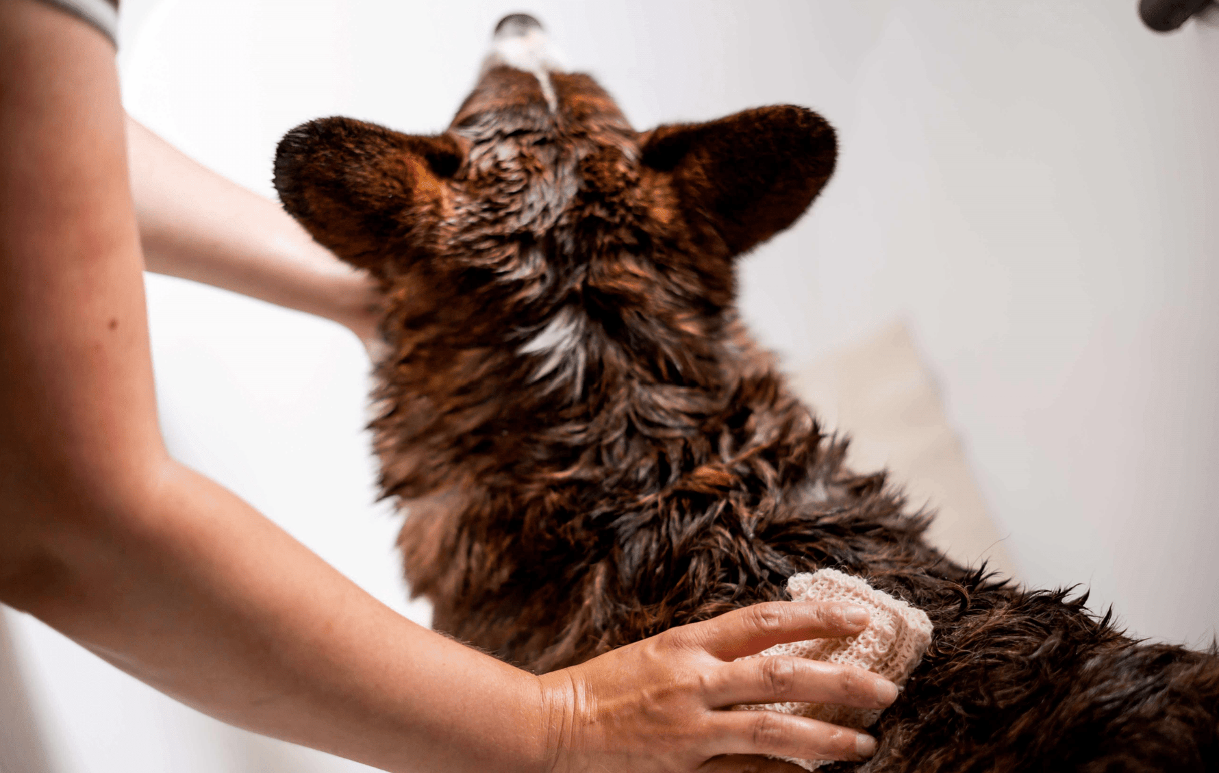 Hoe vaak mag ik mijn hond wassen? - Bobba Bars