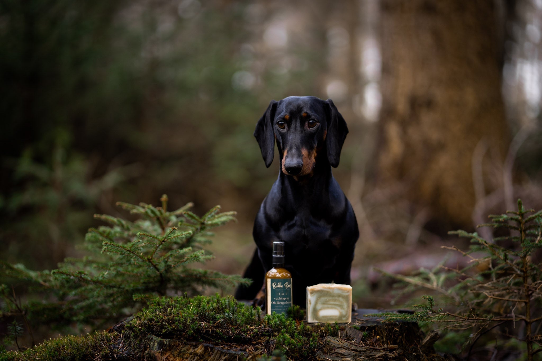 Vachtverzorging van kortharige hond