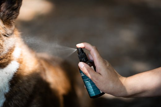 Hond statisch: hoe komt het en wat kun je doen?