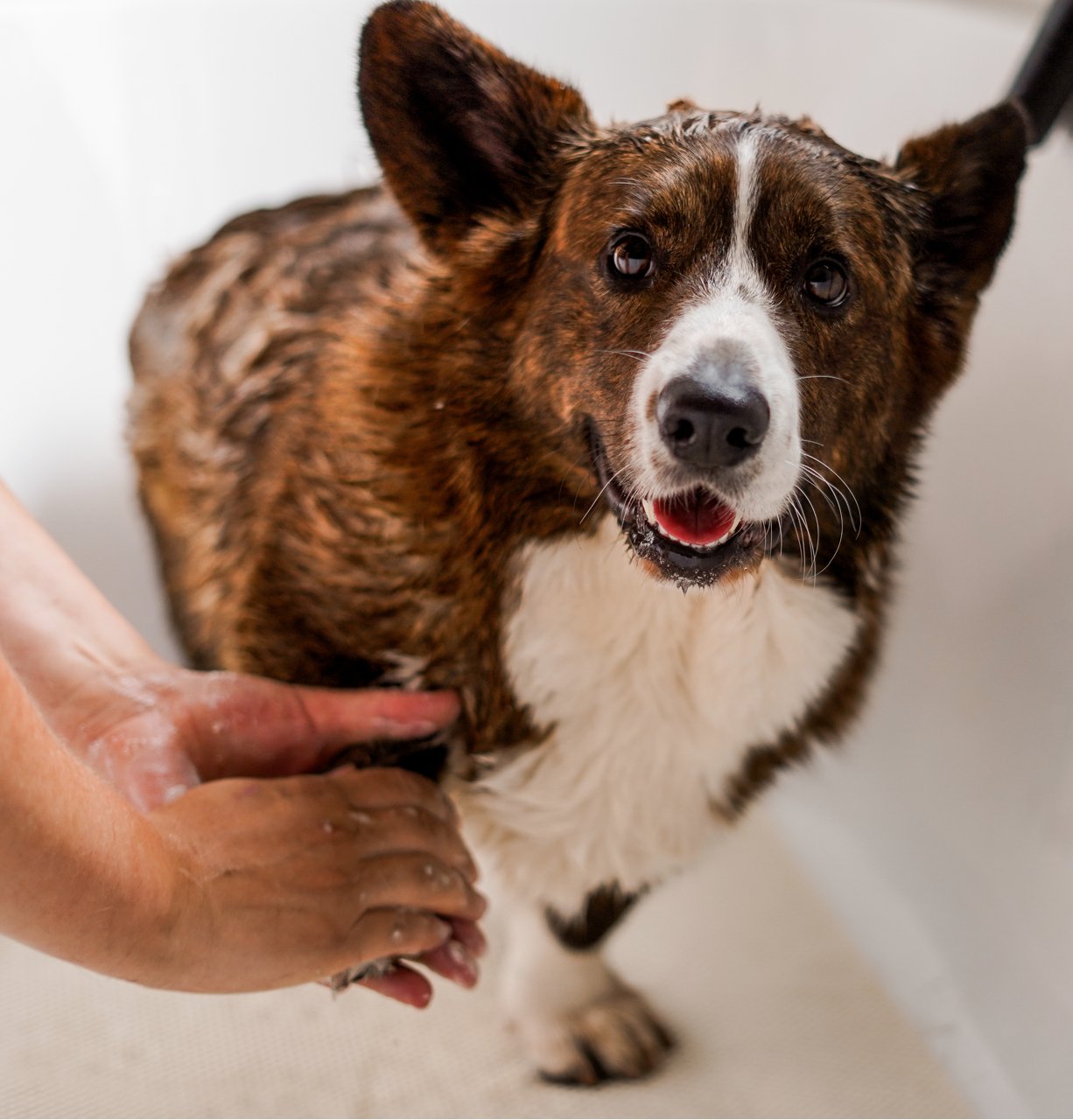 Drie redenen waarom je jouw hond moet wassen