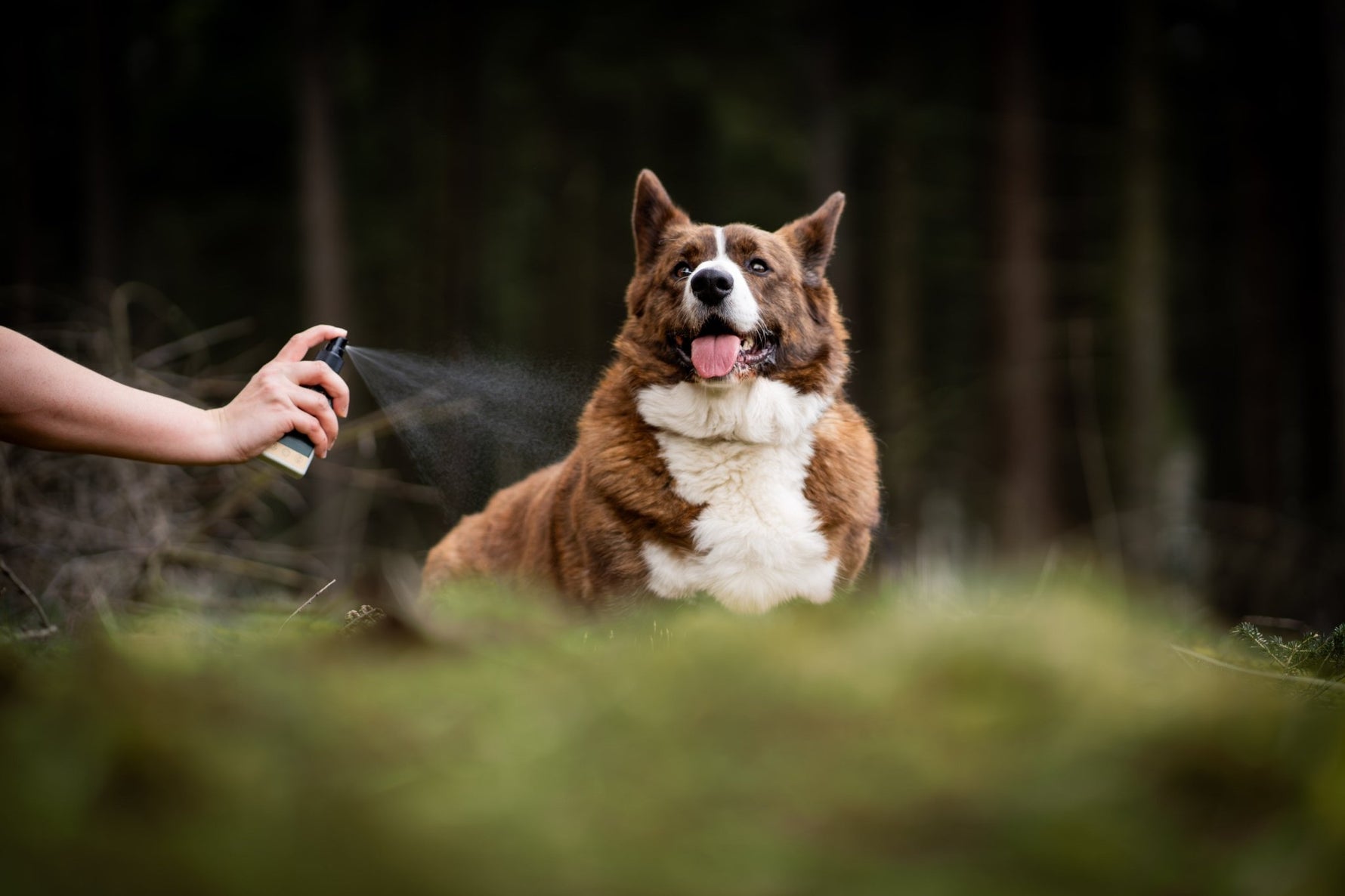 Help! Mijn hond vindt een spray heel eng!