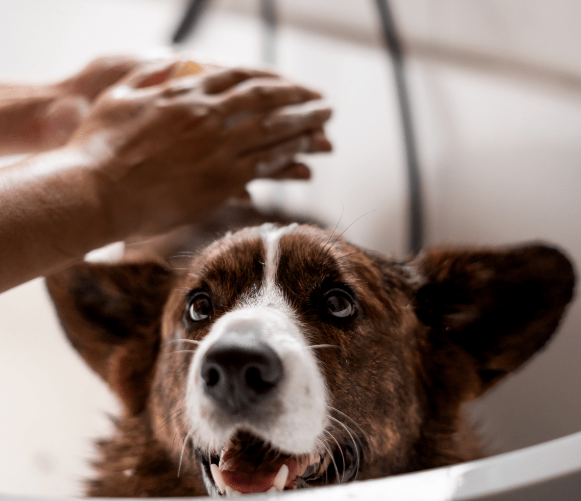 Hoe vaak je hond wassen?