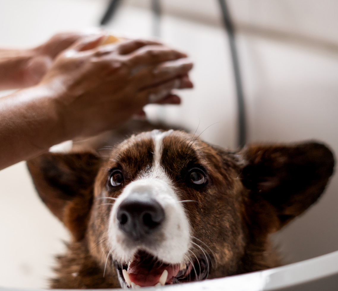 Hoe vaak je hond wassen?