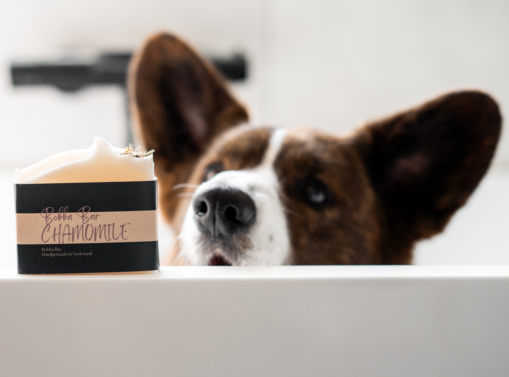 Het effect van parabenen op honden