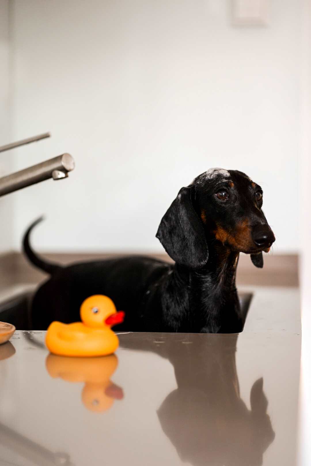 Vachtverzorging voor honden met allergieën