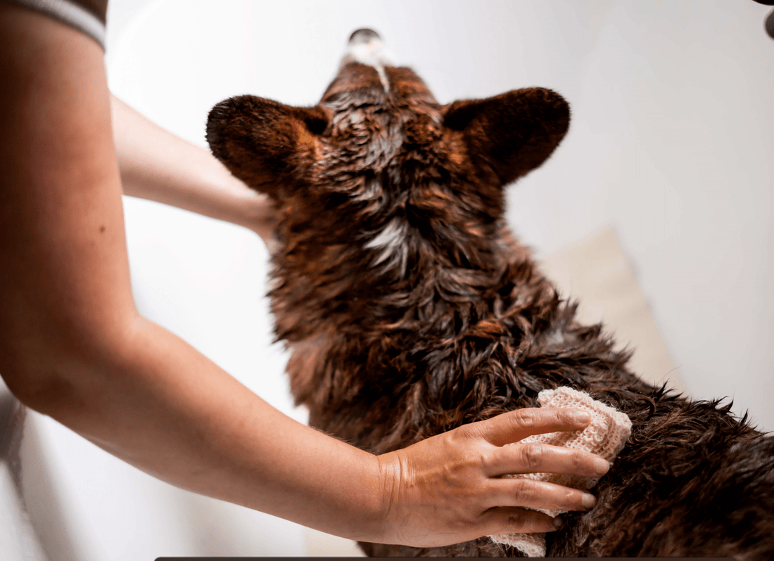 Wanneer mag je een puppy wassen? Bobba Bars